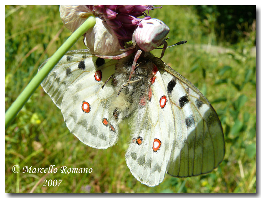 Parnassius apollo, ovvero: l''apparenza inganna!